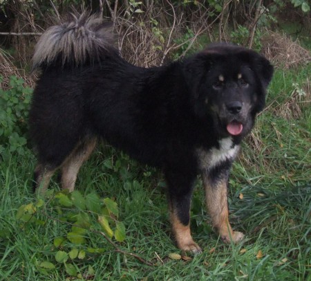 ZETA Henriet´s garden,(DJEGO x RIA)